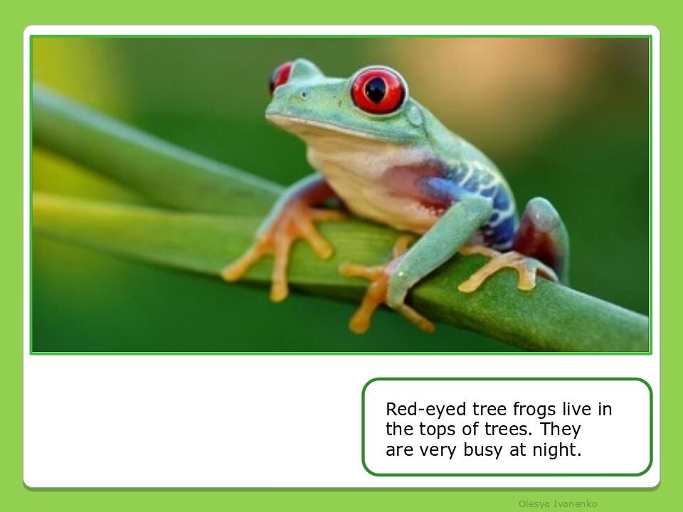 Olesya Ivanenko Red-eyed tree frogs live in the tops of trees. They are very busy at night.