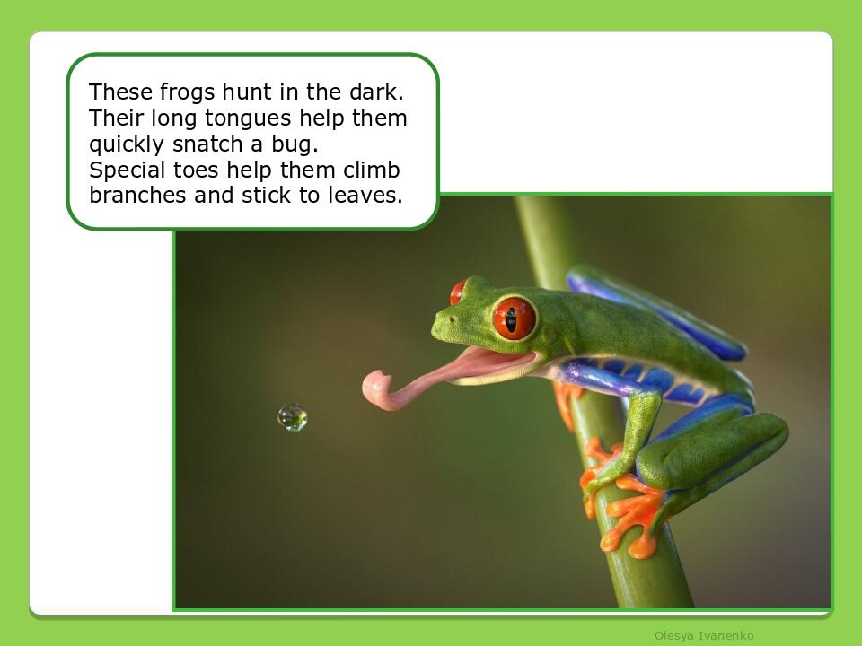     Olesya Ivanenko These frogs hunt in the dark. Their long tongues help them quickly snatch a bug. Special toes help them climb branches and stic...