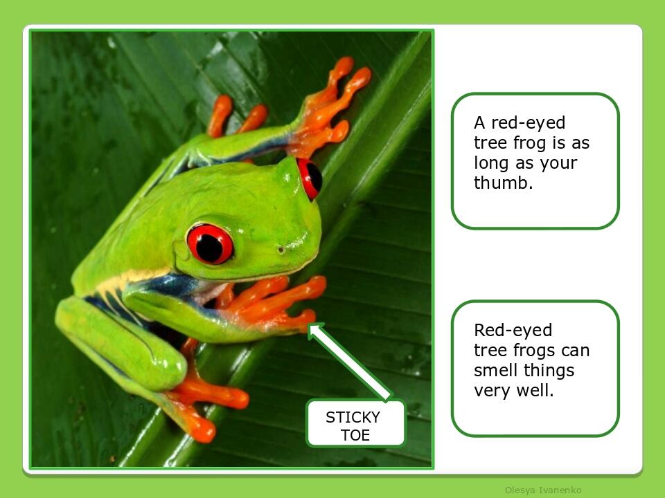 Olesya Ivanenko A red-eyed tree frog is as long as your thumb. Red-eyed tree frogs can smell things very well. STICKY TOE