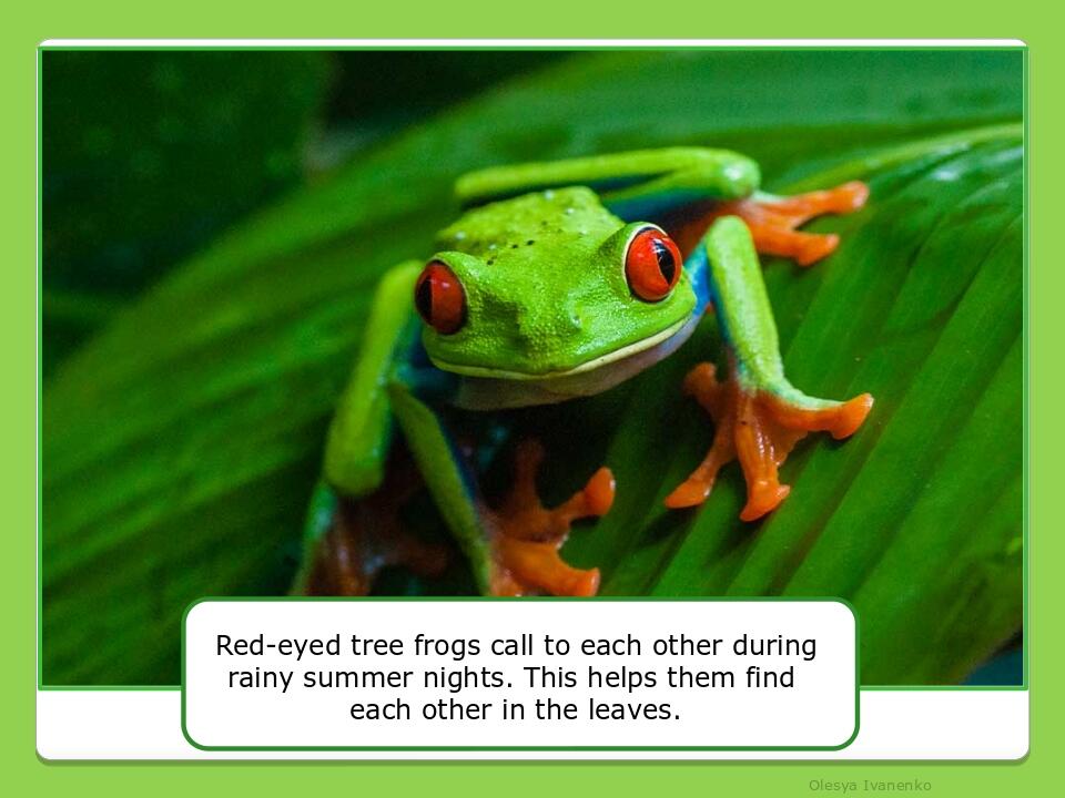 Olesya Ivanenko Red-eyed tree frogs call to each other during rainy summer nights. This helps them find each other in the leaves.