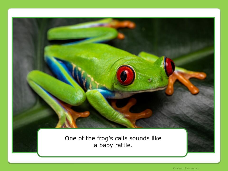 Olesya Ivanenko One of the frog’s calls sounds like a baby rattle.