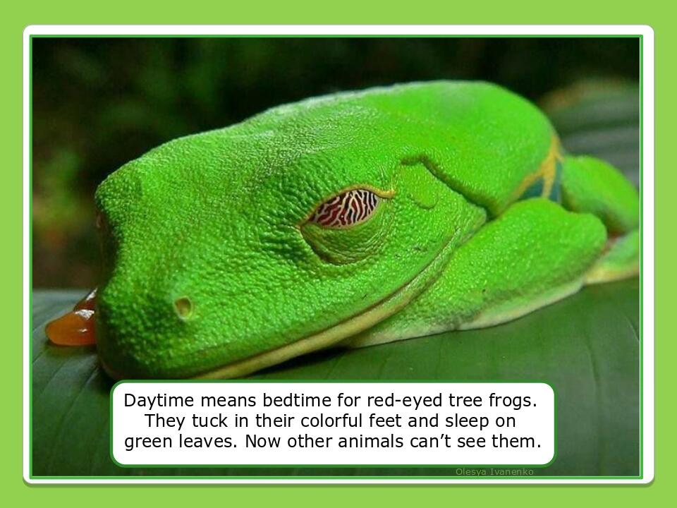 Olesya Ivanenko Daytime means bedtime for red-eyed tree frogs. They tuck in their colorful feet and sleep on green leaves. Now other animals can’t ...
