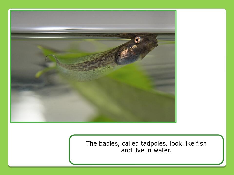 Olesya Ivanenko The babies, called tadpoles, look like fish and live in water.