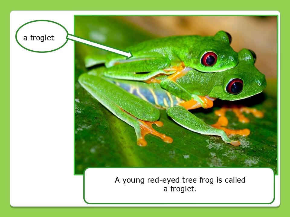 Olesya Ivanenko A young red-eyed tree frog is called a froglet. a froglet