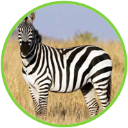 02010jnp-0514-185x185.png