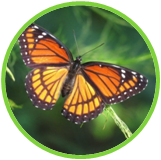 02010jns-b12d-161x160.png