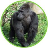 02010jp0-d225-170x170.png