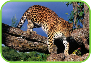 02010k0v-1728-294x204.png