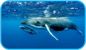 02010k8c-ce5b-304x175.png