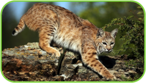 02010kyd-bfc5-286x164.png