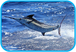 02010l6u-818a-245x169.png