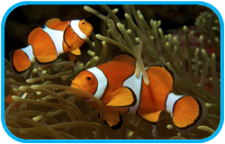 02010l81-363d-250x160.png