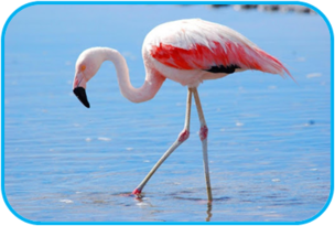 02010lbg-fb46-304x205.png