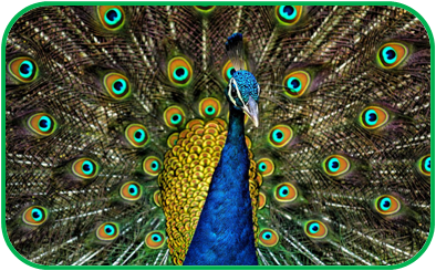 02010le1-07a6-394x245.png