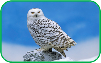 02010lfp-5045-326x205.png