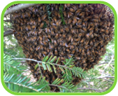 02010mnc-48b0-168x137.png