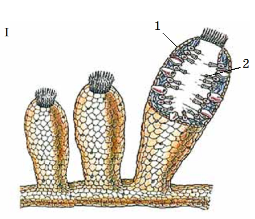 02010ohc-9c20-512x440.png