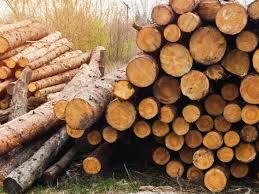 В Україні запровадили електронний облік деревини — АГРОПОЛІТ