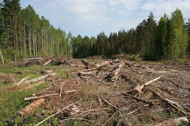 В Україні – наймасовіша вирубка лісів за останні 30 років, – WWF — АГРОПОЛІТ