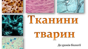 Презентація  "Тканини тварин" до уроків біології
