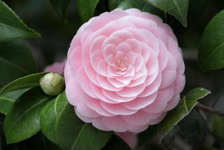 Коллекция камелий : Camellia japonica Galicia-Камелия японская Galicia