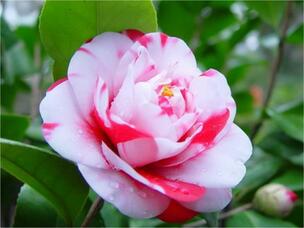 세상에서 가장 아름다운 꽃, 일본동백 '라비니아 마기'(Camellia japonica 'Lavinia Maggi') : 네이버 블로그
