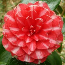 Камелия японская (Camellia japonica L.) – Комнатные растения Буква «К» - цветочный портал Ваш Сад!