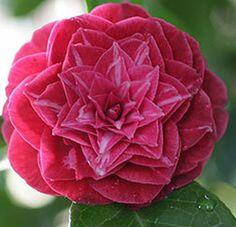 Коллекция камелий : Camellia japonica Principessa Baciocchi -Камелия японская Principessa Baciocchi