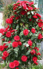 Камелия японская (Camellia japonica) красная