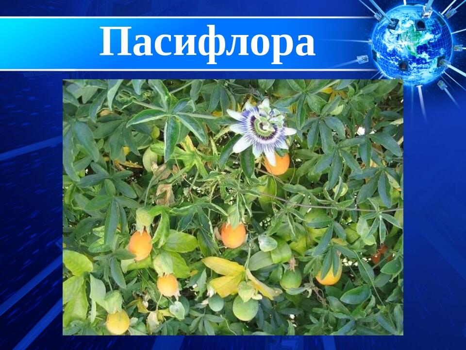 Пассифлора Съедобная Фото