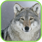 02010vxn-94c0-146x147.png