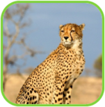 02010vyf-a627-151x154.png