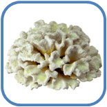 02010wnv-d4d2-155x155.png