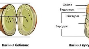 Будова насінини