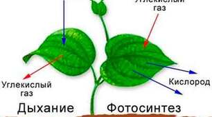 основні процеси життєдіяльності рослин