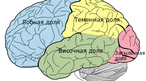 Будова і функції кінцевого (великого) мозку