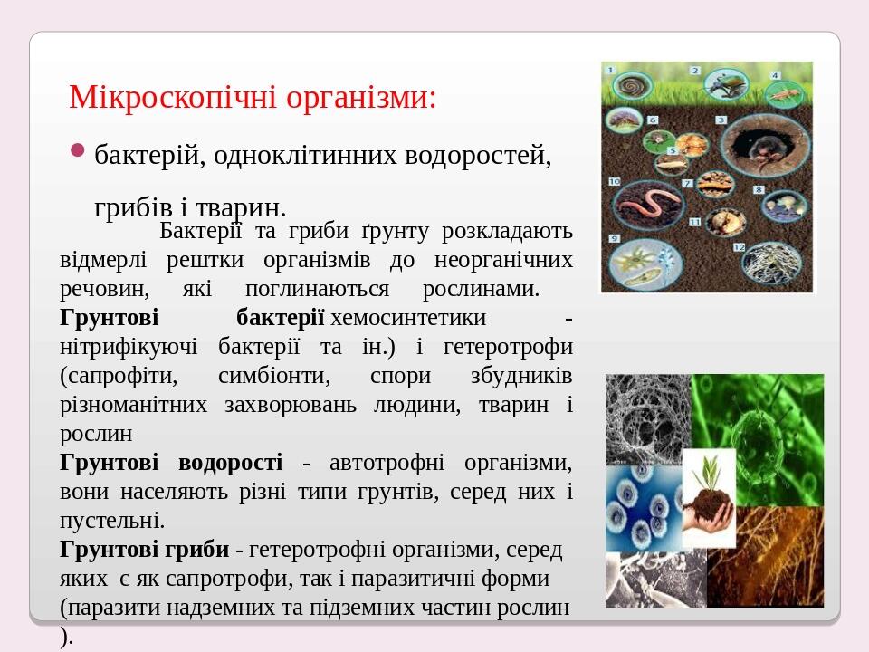 Мікроскопічні організми: бактерій, одноклітинних водоростей, грибів і тварин. Бактерії та гриби ґрунту розкладають відмерлі рештки організмів до не...