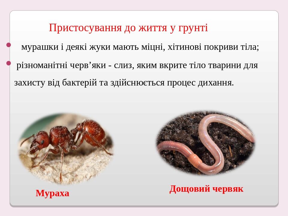 Пристосування до життя у грунті мурашки і деякі жуки мають міцні, хітинові покриви тіла; різноманітні черв’яки - слиз, яким вкрите тіло тварини для...