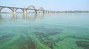 Гідробіологи Академії – про «цвітіння» водойм