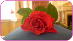 020117ew-6982-255x146.png