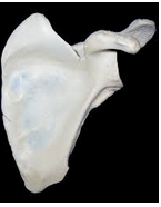 020117xu-426e-145x186.png