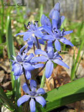 Zweiblättriger Blaustern Foto &amp; Bild | pflanzen, pilze &amp; flechten, blüten-  &amp; kleinpflanzen, wildpflanzen Bilder auf fotocommunity
