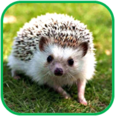 02011a8m-5e2d-115x116.png