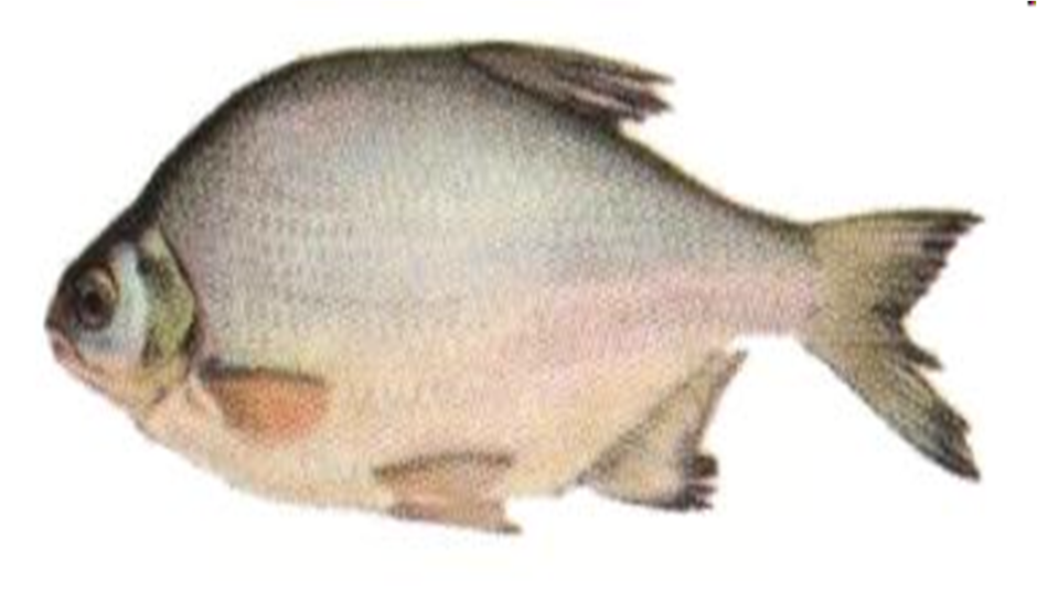 02011bvr-2d2a-940x535.png