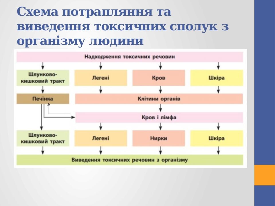 Схема потрапляння та виведення токсичних сполук з організму людини