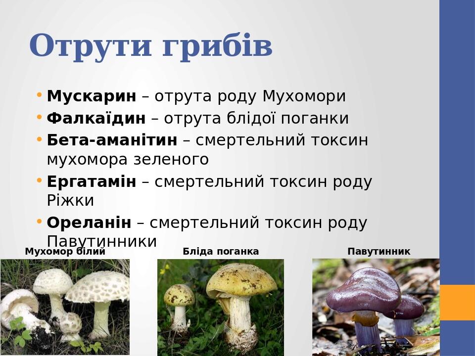 Отрути грибів Мускарин – отрута роду Мухомори Фалкаїдин – отрута блідої поганки Бета-аманітин – смертельний токсин мухомора зеленого Ергатамін – см...