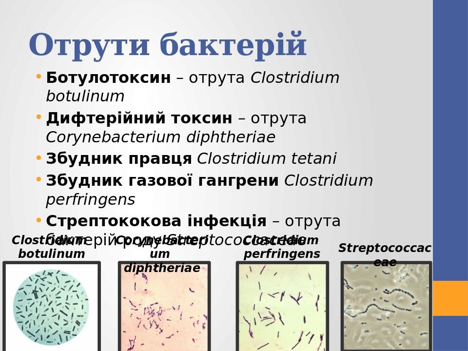 Отрути бактерій Ботулотоксин – отрута Clostridium botulinum Дифтерійний токсин – отрута Corynebacterium diphtheriae Збудник правця Clostridium teta...