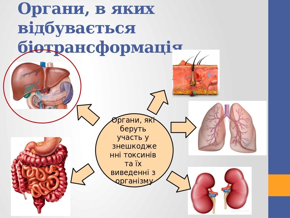 Органи, в яких відбувається біотрансформація Органи, які беруть участь у знешкодженні токсинів та їх виведенні з організму