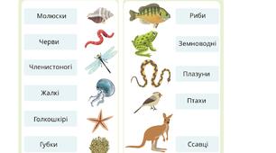 4 кл.Д.р.№13.Класифікація тварин.(за підручником Т.В.Воронцова)