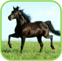 02011dyq-bf0e-123x122.png